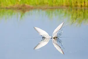 Mediterranean Wildlife Photography Drucke: Common Tern, Sterna hirundo