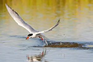 Wildlife In Greece Drucke: Common Tern, Sterna hirundo