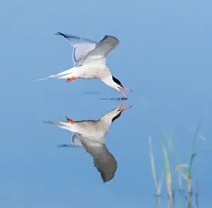 Mediterranean Wildlife Images Drucke: Common Tern, Sterna hirundo