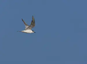 Blue Sky Wildlife Scene Drucke: Common Tern, Sterna hirundo