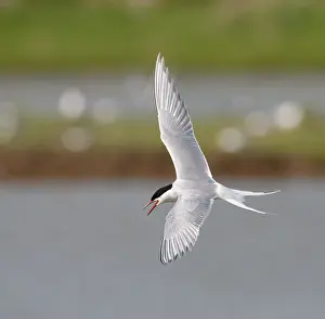 Bilder Datiert 1. Mai 2009: Gelbbauchsturmtaucher, Sterna hirundo