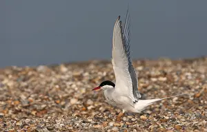 European Coastal Environment Drucke: Common Tern, Sterna hirundo
