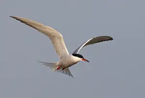 North Sea Coastal Birds Drucke: Common Tern, Sterna hirundo