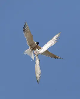 North Sea Coastal Scene Drucke: Common Tern, Sterna hirundo