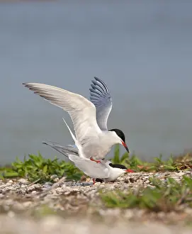 North Sea Nature Reserve Drucke: Common Tern, Sterna hirundo