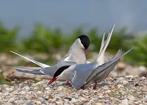 North Sea Nature Reserve Drucke: Common Tern, Sterna hirundo