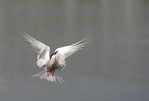Bilder Datiert 1. Mai 2009: Graureiher, Sterna hirundo