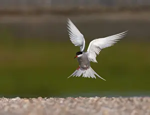 European Coastal Wildlife Drucke: Common Tern, Sterna hirundo