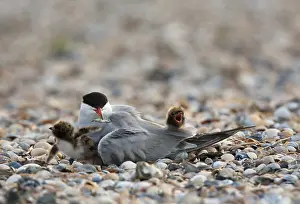 Common Tern, Sterna hirundo