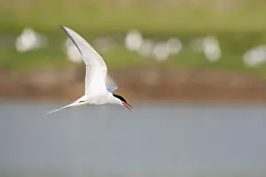 Bilder Datiert 1. Mai 2009: Gelbfuß-Flussseeschwalbe, Sterna hirundo