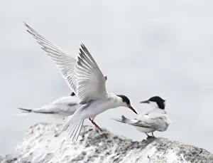 Gelbhalsseeschwalbe, Sterna hirundo