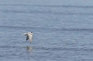 Bilder Datiert 13. September 2017: Gelbbauchsturmtaucher, Sterna hirundo