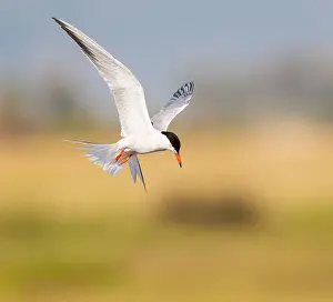 Sterna Hirundo Images Drucke: Common Tern, Sterna hirundo