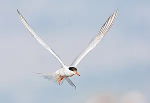 Common Tern, Sterna hirundo