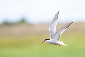 Bilder Datiert 6. Mai 2010: Gelbfuß-Sterntaucher, Sterna hirundo