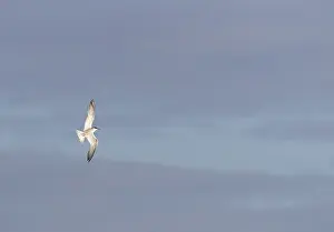 Bilder Datiert 1. Oktober 2017: Gelbbauchsturmtaucher, Sterna hirundo