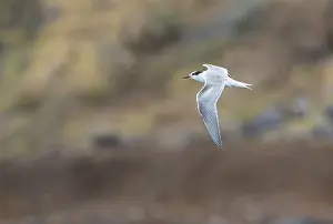 Common Tern, Sterna hirundo
