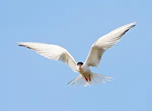 Common Tern In Flight Drucke: Common Tern, Sterna hirundo