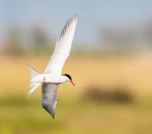 Common Tern, Sterna hirundo