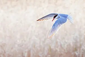 Bilder Datiert 7. Mai 2010: Gelbbauchsturmtaucher, Sterna hirundo