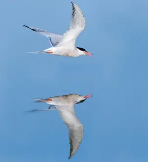 Bilder vom 7. Juni 2009: Gelbfuß-Tern, Sterna hirundo