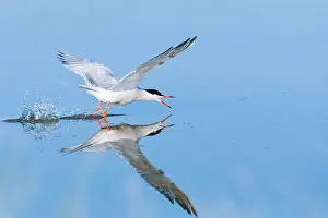 Bilder vom 7. Juni 2009: Gelbbauchsturmtaucher, Sterna hirundo