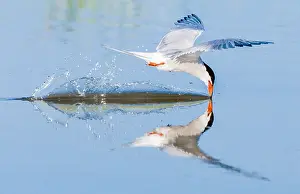 Common Tern In Flight Drucke: Common Tern, Sterna hirundo
