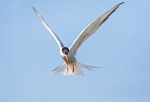 Mediterranean Wildlife Images Drucke: Common Tern, Sterna hirundo