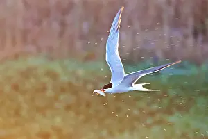 Sterna Hirundo Images Drucke: Common Tern, Sterna hirundo