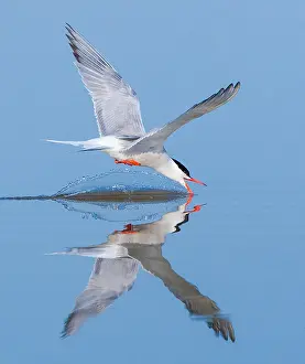 Bilder vom 7. Juni 2009: Gelbbauchsturmtaucher, Sterna hirundo