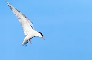 Mediterranean Wildlife Images Drucke: Common Tern, Sterna hirundo