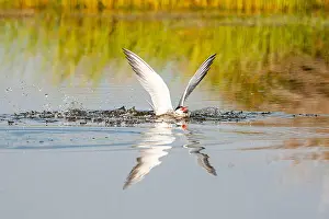 Mediterranean Wildlife Drucke: Common Tern, Sterna hirundo
