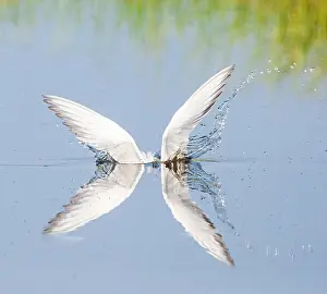 Mediterranean Wildlife Drucke: Common Tern, Sterna hirundo