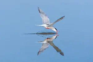 Bilder vom 7. Juni 2009: Gelbbauchsturmtaucher, Sterna hirundo
