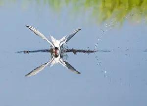 Mediterranean Wildlife Photos Drucke: Common Tern, Sterna hirundo