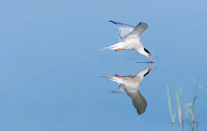 Waterbird Photography Europe Drucke: Common Tern, Sterna hirundo
