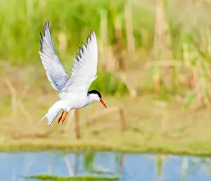 Bilder vom 7. Juni 2009: Gelbfuß-Tern, Sterna hirundo.