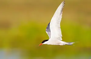 Bilder Datiert 1. Juni 2009: Gelbfußmöwe, Sterna hirundo.
