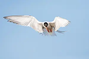 Bird Migration Patterns Europe Drucke: Common Tern, Sterna hirundo
