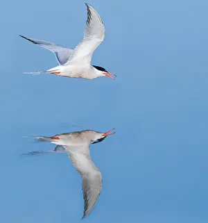 Bilder vom 7. Juni 2009: Gelbbauchsturmtaucher, Sterna hirundo