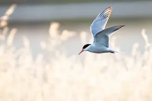 Mediterranean Wildlife Photos Drucke: Common Tern, Sterna hirundo
