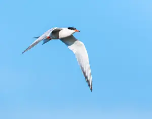 Mediterranean Wildlife Photos Drucke: Common Tern, Sterna hirundo
