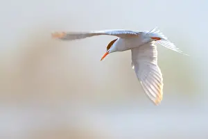 Bilder Datiert 7. Mai 2010: Gelbfuß-Seeschwalbe, Sterna hirundo