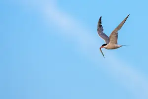 Bilder vom 6. August 2007: Gelbbauchsturmtaucher, Sterna hirundo