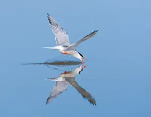 Bilder vom 7. Juni 2009: Gelbbauchsturmtaucher, Sterna hirundo