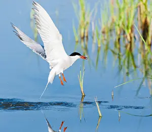 In Flight Bird Images Drucke: Common Tern, Sterna hirundo