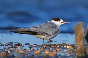 Sterna Hirundo Images Drucke: Common Tern, Sterna hirundo