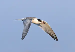 Gerahmter Druck : Graureiher, Sterna hirundo