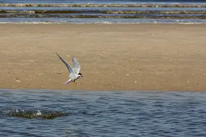 Gerahmter Druck : Gelbbauchsturmtaucher, Sterna hirundo Gerahmter Druck : Gelbbauchsturmtaucher, Sterna hirundo