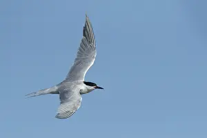 Gelbbauchsturmtaucher, Sterna hirundo